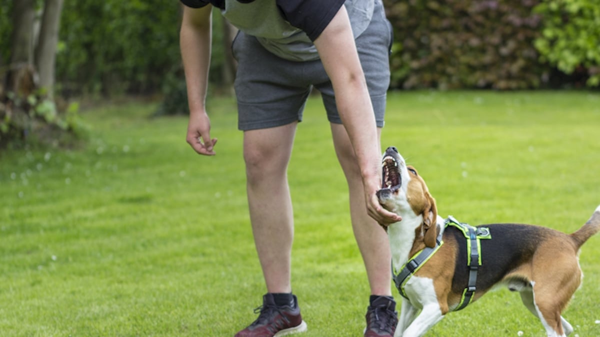 Leur enfant de 3 ans se rue sur un chien qu'il ne connaît pas, la réaction de son maître divise les internautes