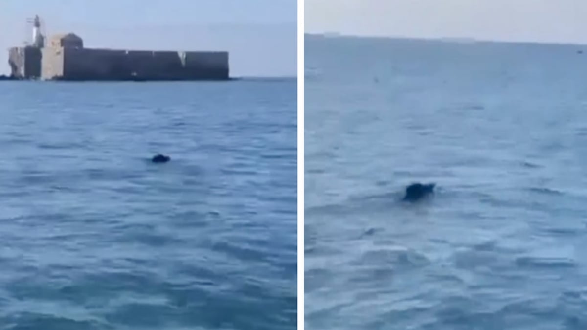 Hérault : ce pêcheur fait une rencontre surréaliste au large d'Agde, la vidéo fait le buzz