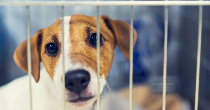 La SPA lance le « mois de l'adoption » pour trouver un foyer aux milliers d'animaux abandonnés cet été