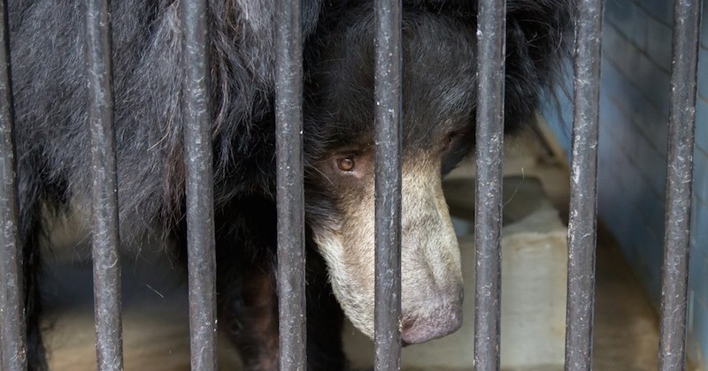 En Birmanie, un touriste chinois tue froidement un ours noir en cage et en voie de disparition avec un AK 47
