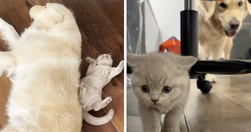  Un chat fait office de thérapeute auprès de son grand frère de coeur, un golden retriever qui souffre d'anxiété 