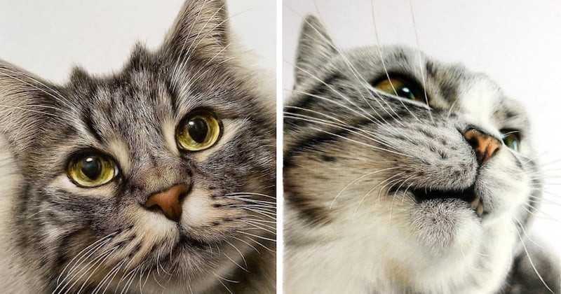 À l'aide de crayons de couleurs, il réalise des portraits de chats plus vrais que nature