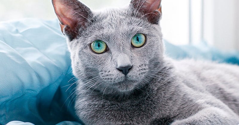 Les plus belles races de chat au monde, selon la science