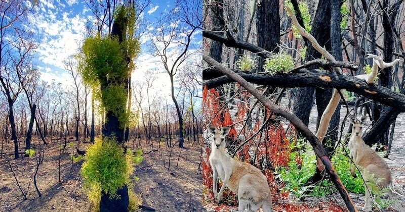 	 Australie : après les feux de forêts, la régénération des plantes et des fleurs suscitent de l'espoir