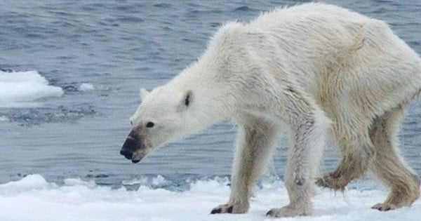 Le Web sous le choc après la publication d’une photo d’un ours polaire terriblement maigre… Choquant !