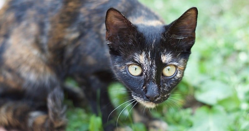 Le gouvernement australien souhaite tuer 2 millions de chats errants avec des saucisses empoisonnées 