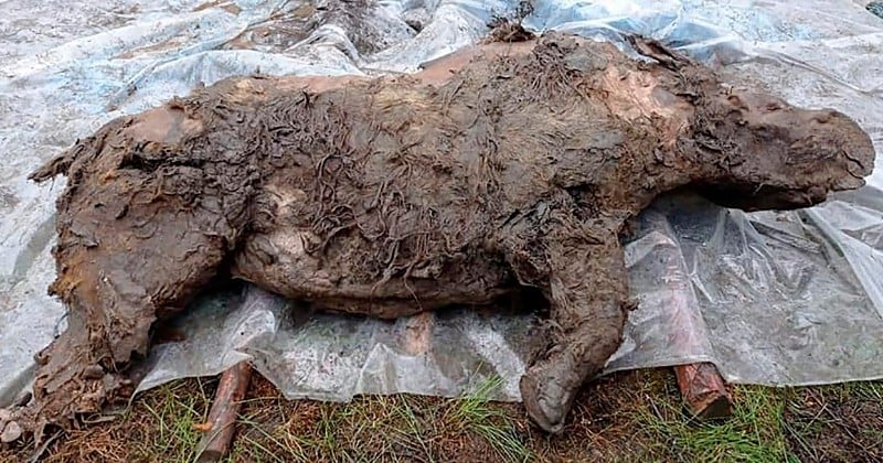 Sibérie : la fonte du permafrost révèle un rhinocéros laineux très bien préservé, vieux d'au moins 20 000 ans