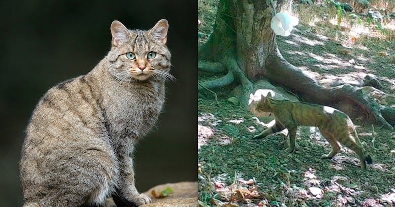 Hérault : une nouvelle espèce de chat sauvage découverte dans le massif du Caroux-Espinouse