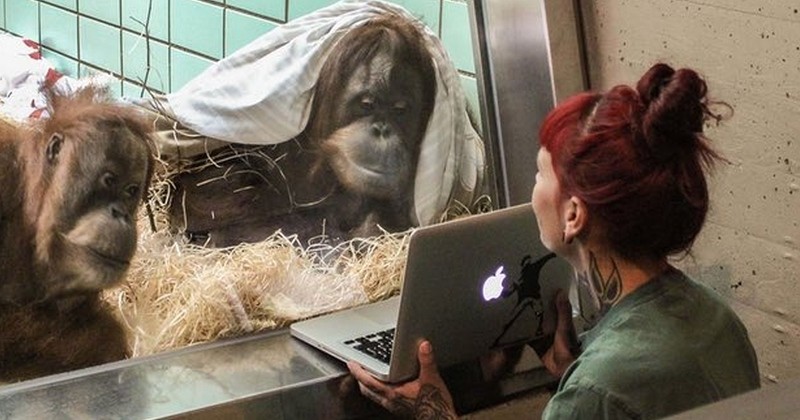 Génial : dans ce zoo, plutôt que de faire venir des mâles pour «rien», les orangs-outans femelles choisissent leurs futurs prétendants grâce à un « Tinder pour singes »