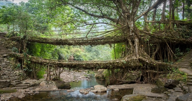Découvrez les incroyables «ponts vivants» de la région la plus pluvieuse du monde !