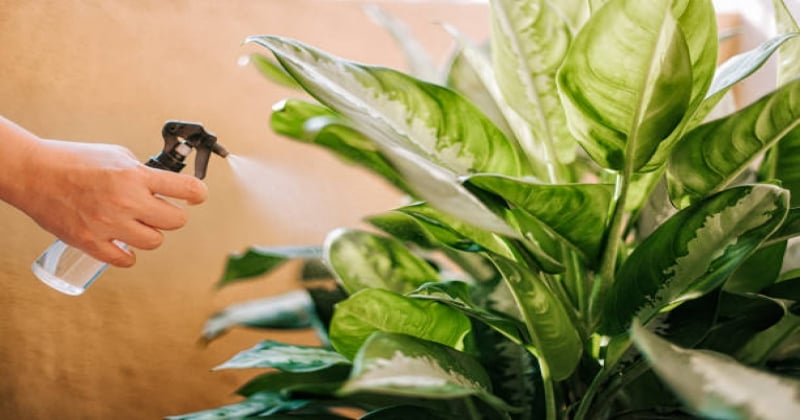 10 recettes pour réaliser un insecticide naturel maison