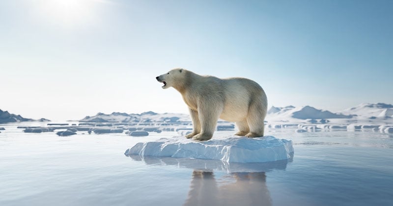 25 animaux en voie de disparition dans le monde