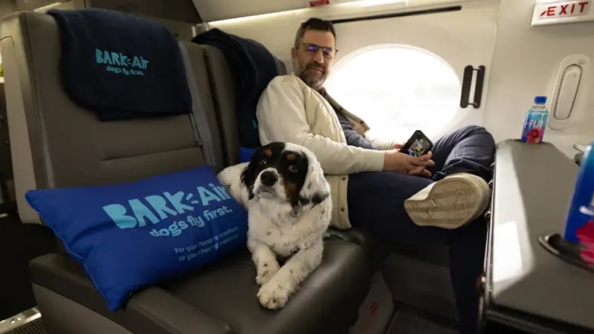 Cette société lance un jet privé de luxe pour voyager avec votre chien, mais son prix risque de vous refroidir