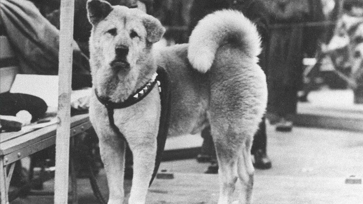 La triste histoire de Hachiko, ce chien célèbre au Japon qui a attendu son maître pendant 10 ans devant la gare