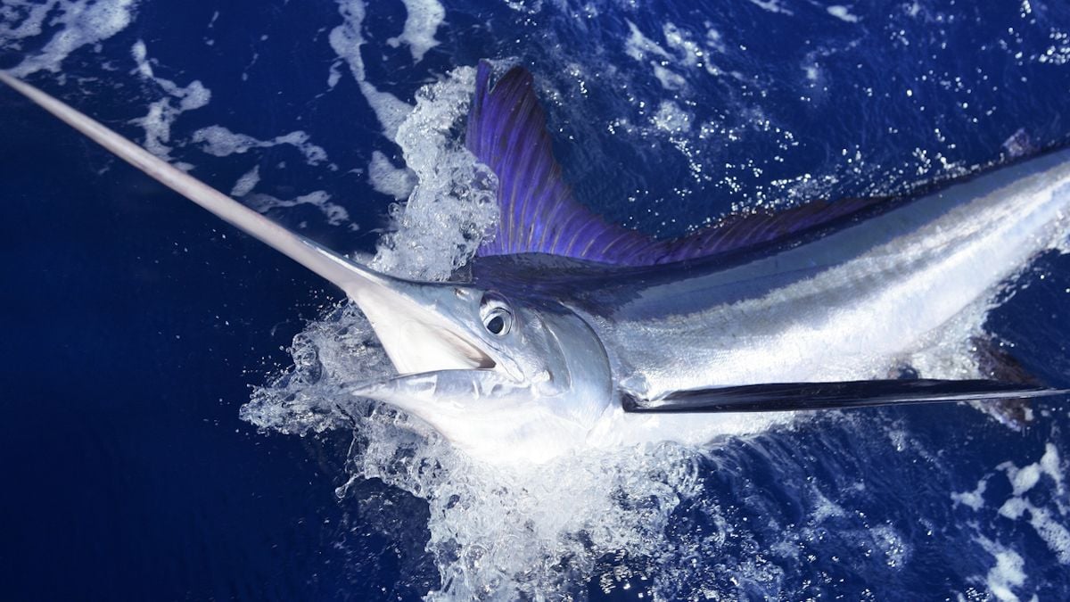 Un marlin saute sur un pêcheur et le « poignarde » en pleine tête