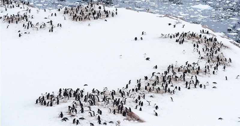 Bonne nouvelle : alors que l'espèce est en déclin, une colonie d'1,5 million de manchots d'Adélie vient d'être découverte en Antarctique 