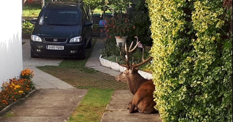 Polémique dans l'Oise après l'abattage d'un cerf dans un jardin privé par des chasseurs à courre