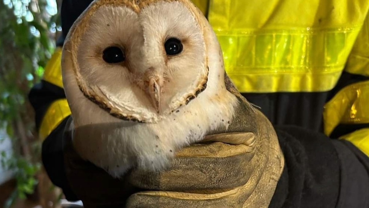 Piégée et apeurée, une adorable chouette effraie sauvée par les pompiers à Chinon