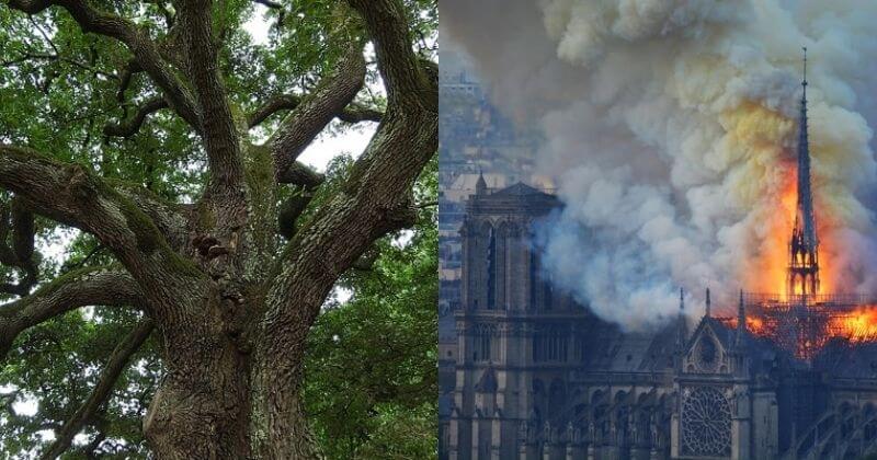 La flèche de la cathédrale Notre-Dame de Paris va renaître de ses cendres, grâce à des chênes centenaires
