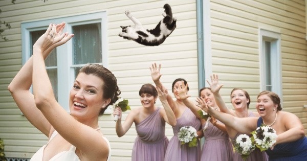 Quand les bouquets jetés par les mariées sont remplacés par des chats... L' idée complètement folle et hilarante d'un amateur de photoshop !