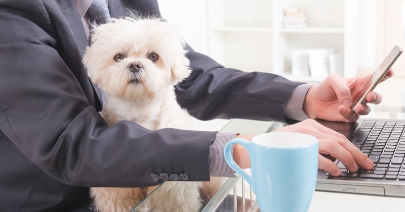 Est-il possible de ramener son animal de compagnie au travail ?