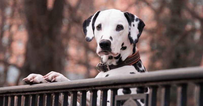 Dalmatien : 10 choses à savoir sur cette race de chien