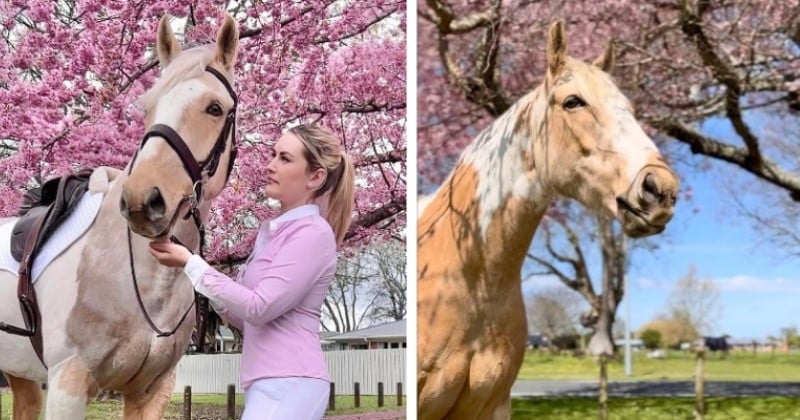 Elle emmène son cheval dans une unité de démence, il reçoit des carottes et décide d'y retourner plusieurs fois