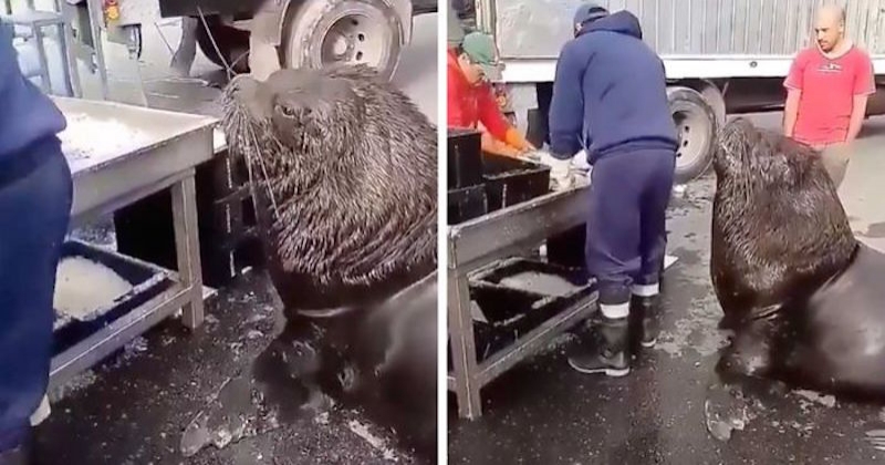 Un lion de mer géant débarque dans une criée pour un petit casse-croûte