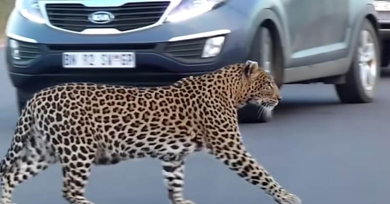 Afrique du Sud : cette maman léopard coupe la circulation et montre à ses petits comment traverser la route