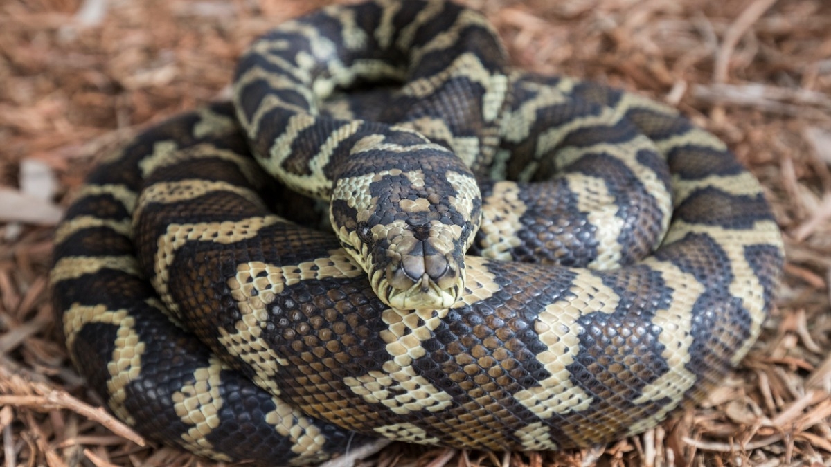 Un python géant de 5m s'invite dans le jardin d'une famille australienne