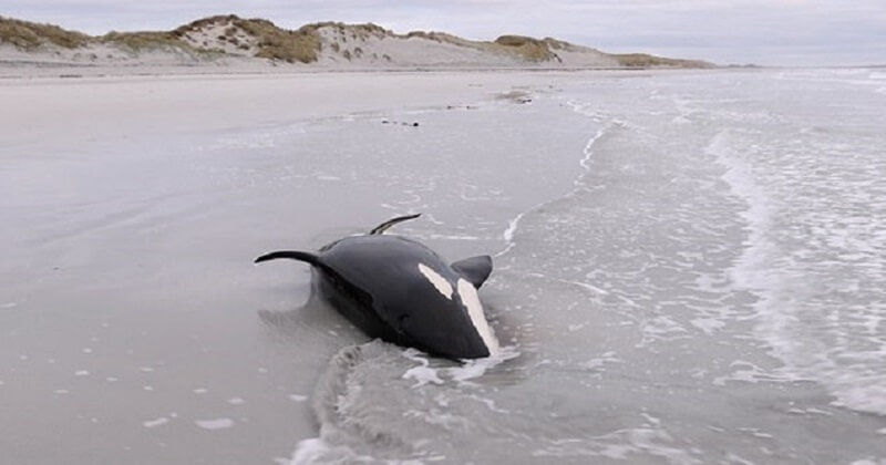 Échouée sur la plage, une orque de trois mètres de long a été sauvée par les habitants d'une île écossaise