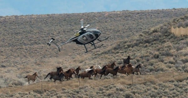 45 000 chevaux sauvages pourraient être prochainement abattus par le Gouvernement Américain pour faire de la place pour les gros élevages... Et personne n'en parle