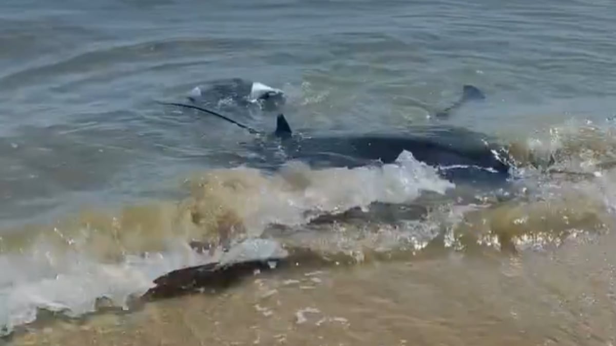 Échouée sur une plage, une raie manta de 3 mètres donne naissance à son petit sous les yeux des baigneurs, la vidéo fait sensation