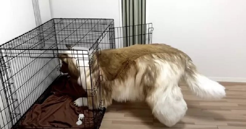 L'homme qui a dépensé 14 000 euros pour devenir un chien vient de s'acheter une cage géante pour dormir dedans