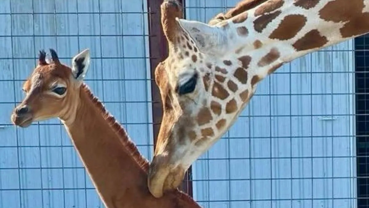 Une girafe est née sans tache dans un zoo américain, une première mondiale ! 