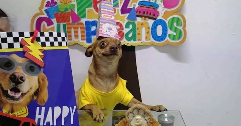 Ce chihuahua est si heureux que ses maîtres se souviennent de son anniversaire 