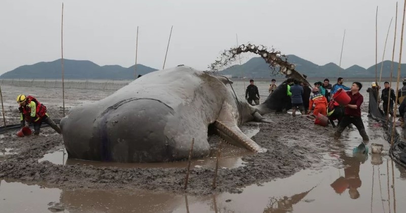 En Chine, un cachalot s'échoue sur une plage et les sauveteurs le maintiennent en vie pendant 20 heures