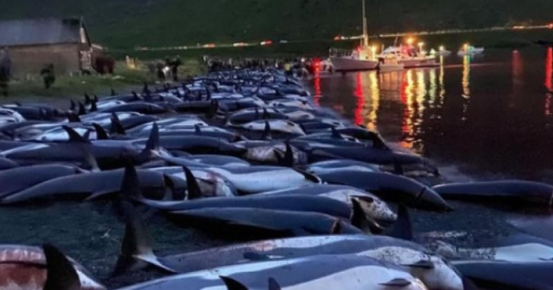 Vive émotion aux îles Féroé, où près de 1 500 dauphins sont été massacrés en une journée