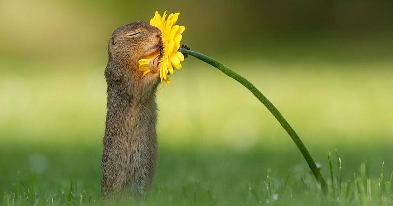 Cette photo d'un écureuil en train de sentir une fleur est juste incroyable