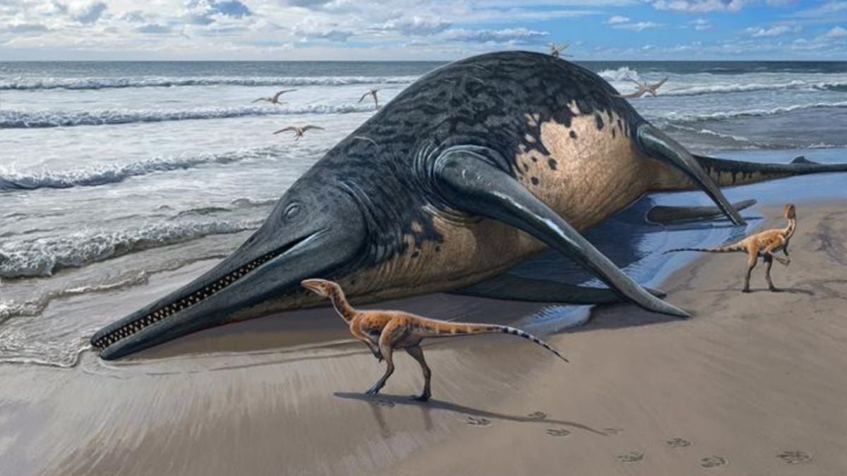 Entre le crocodile et le dauphin, ce monstre géant est la créature la plus grande de l'histoire des fonds marins