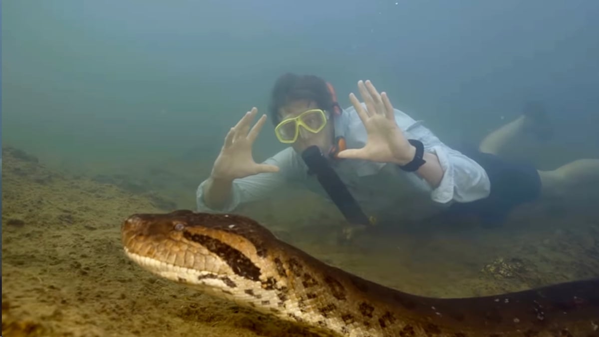 VIDÉO - il tombe nez à nez avec le plus gros serpent du monde, des images terrifiantes