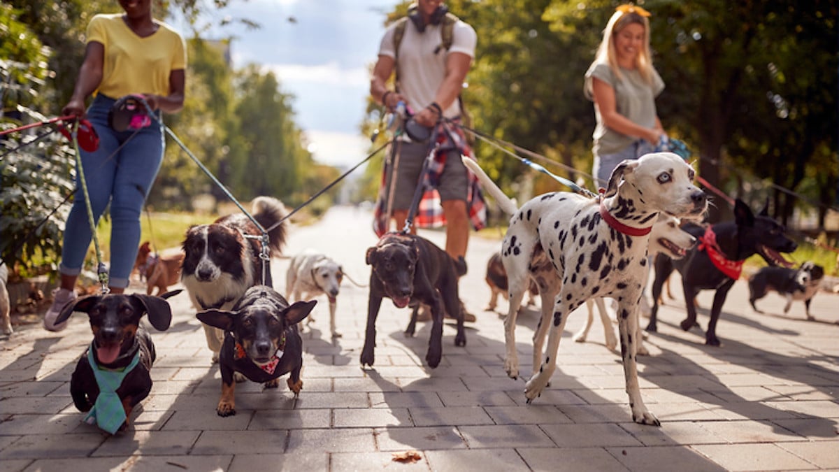 Dans cette ville, avoir plus de 3 animaux est interdit et vous coûtera 3 000 euros d'amende