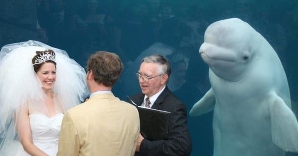 Cette photo de mariage avec un béluga est déjà très drôle à la base... Mais quand les as de Photoshop s'en mêlent, ça devient très vite du grand n'importe quoi !