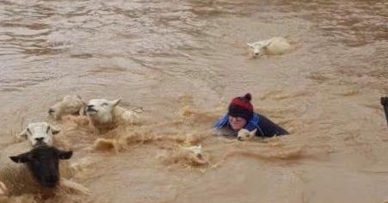 En Angleterre, une agricultrice se transforme en super-héroïne et sauve des moutons piégés dans la tempête Dennis