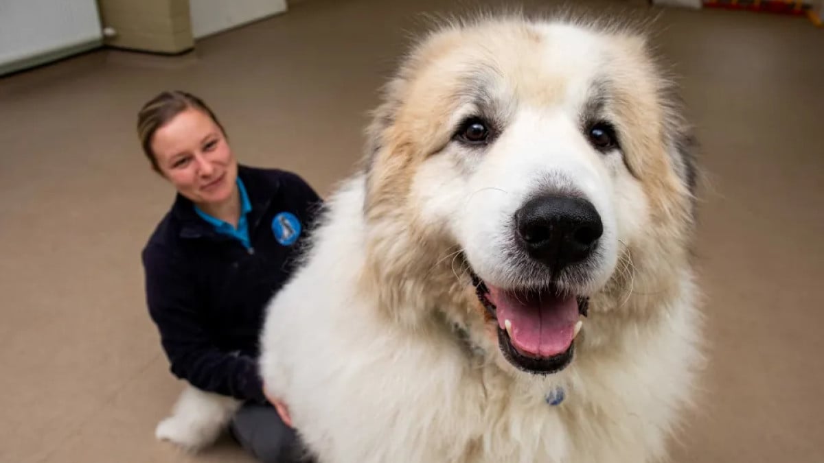 Ce chien géant d'1,83 mètre qui ressemble à un “petit ours polaire” est à la recherche d'une famille
