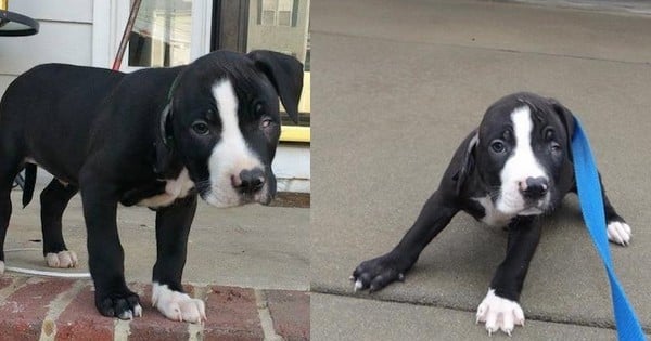 Ce chien était abandonné et seul dans un refuge à cause de son handicap... jusqu'à ce que quelqu'un l'aide à trouver une nouvelle famille !