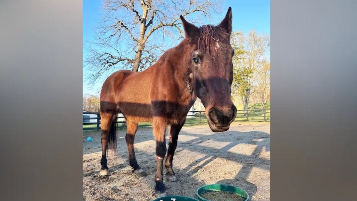 Fancy, la jument &acirc;g&eacute;e de 37 ans 