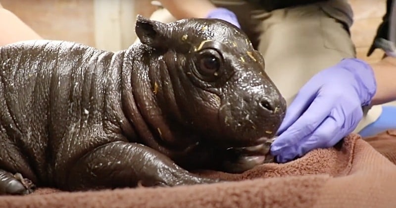 Un adorable hippopotame pygmée voit le jour dans un zoo de Boston, un événement particulièrement rare
