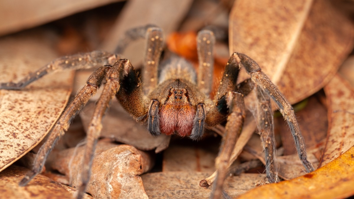 Selon une étude, le venin de cette araignée sud-américaine a un effet surprenant sur le corps... des hommes