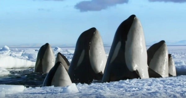 Laissez-vous bercer par la beauté de la nature dans cette vidéo époustouflante !